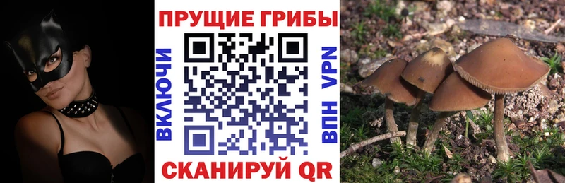 Купить  Новокузнецк  Псилоцибиновые грибы Magic Shrooms 